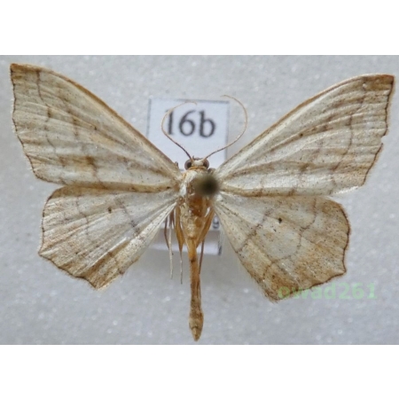 Scopula imitaria (Hübner, 1799) Greece16b